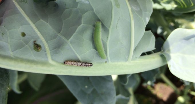 Caterpillars on a brassica leaf, copyright Dawn Teverson